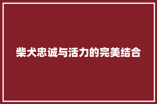 柴犬忠诚与活力的完美结合