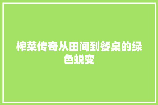 榨菜传奇从田间到餐桌的绿色蜕变